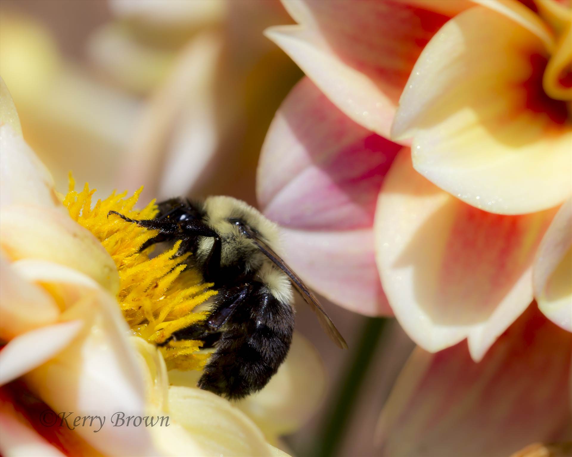 Bee Color2.jpg -  by Kerry Foster Brown